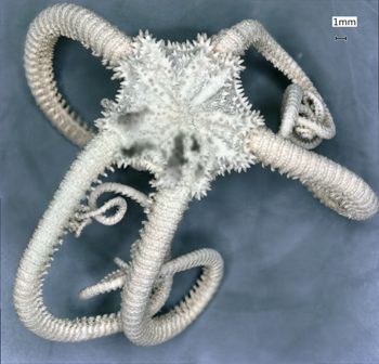 Media type: image; Invertebrate Zoology OPH-2795